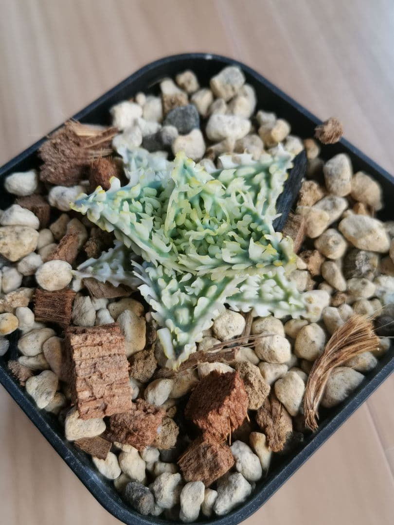 アロエハイブリッド　子株