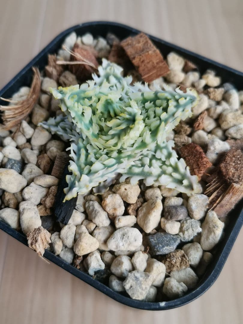 アロエハイブリッド　子株