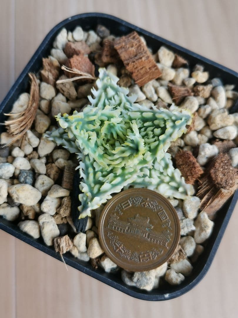 アロエハイブリッド　子株