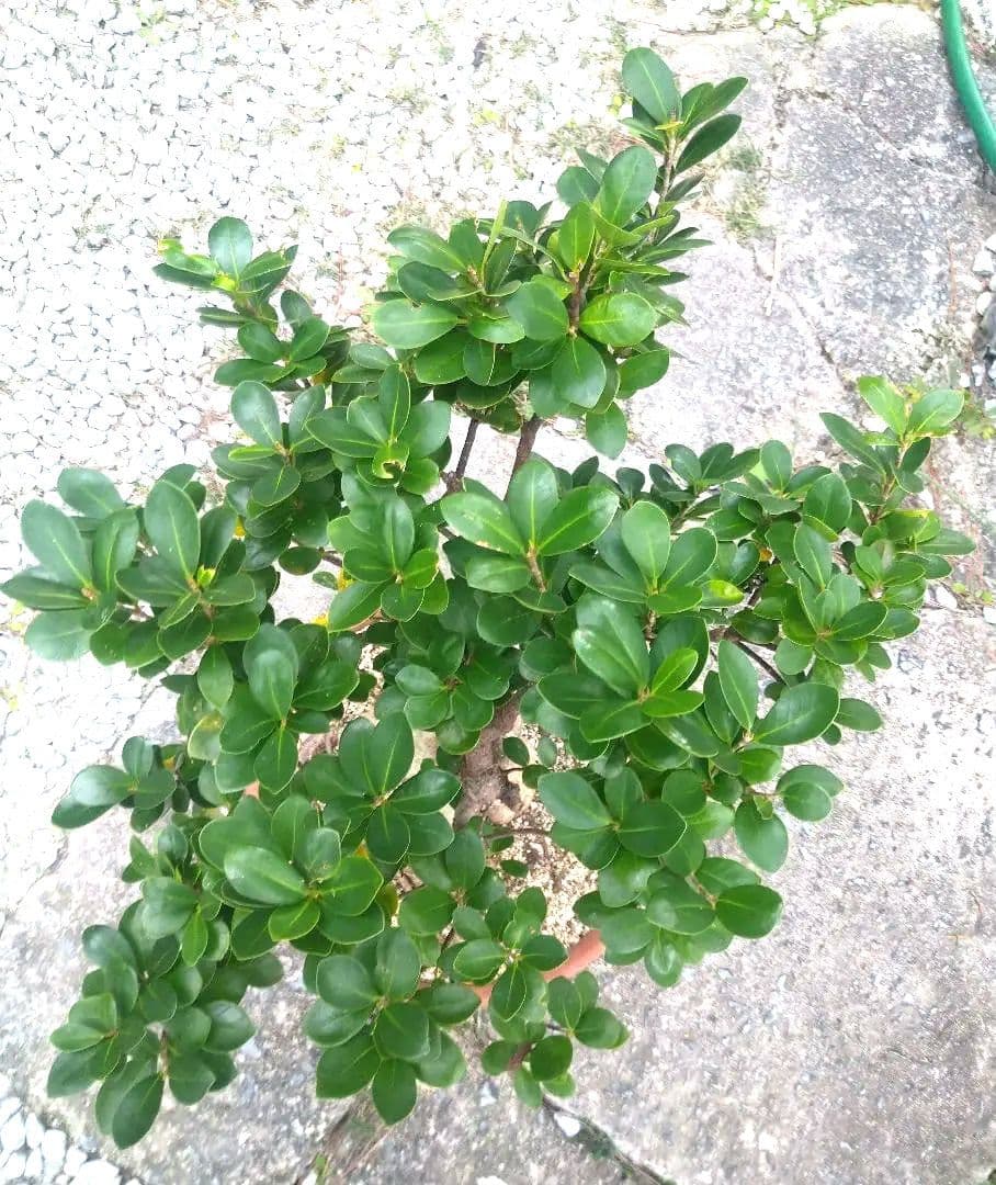 沖縄産　パンダガジュマル盆栽