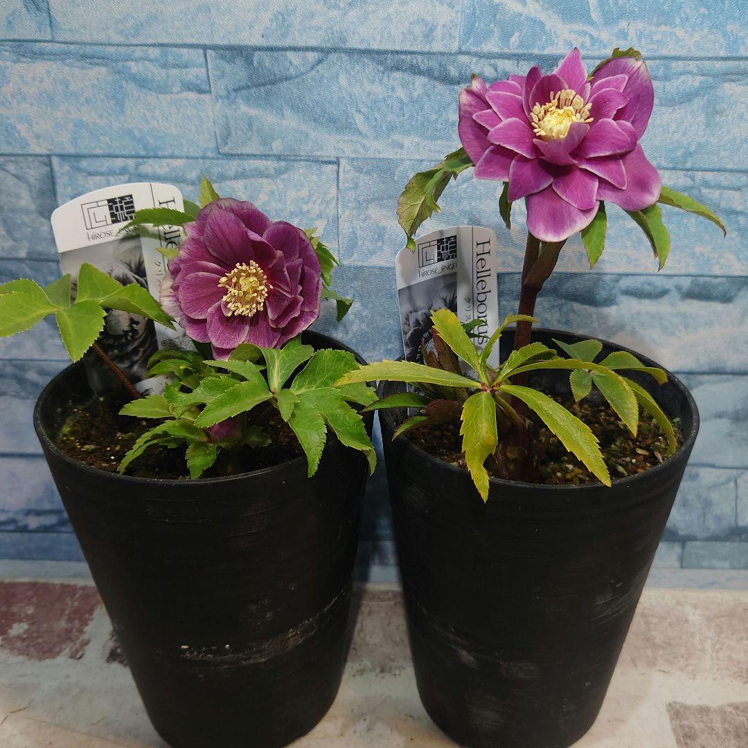 ☀️クリスマスローズ開花株❗☀️ 4号ロング鉢✕2☀