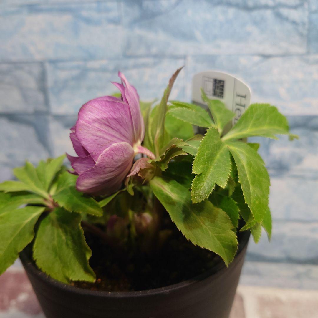 ☀️クリスマスローズ開花株❗☀️ 4号ロング鉢✕2☀