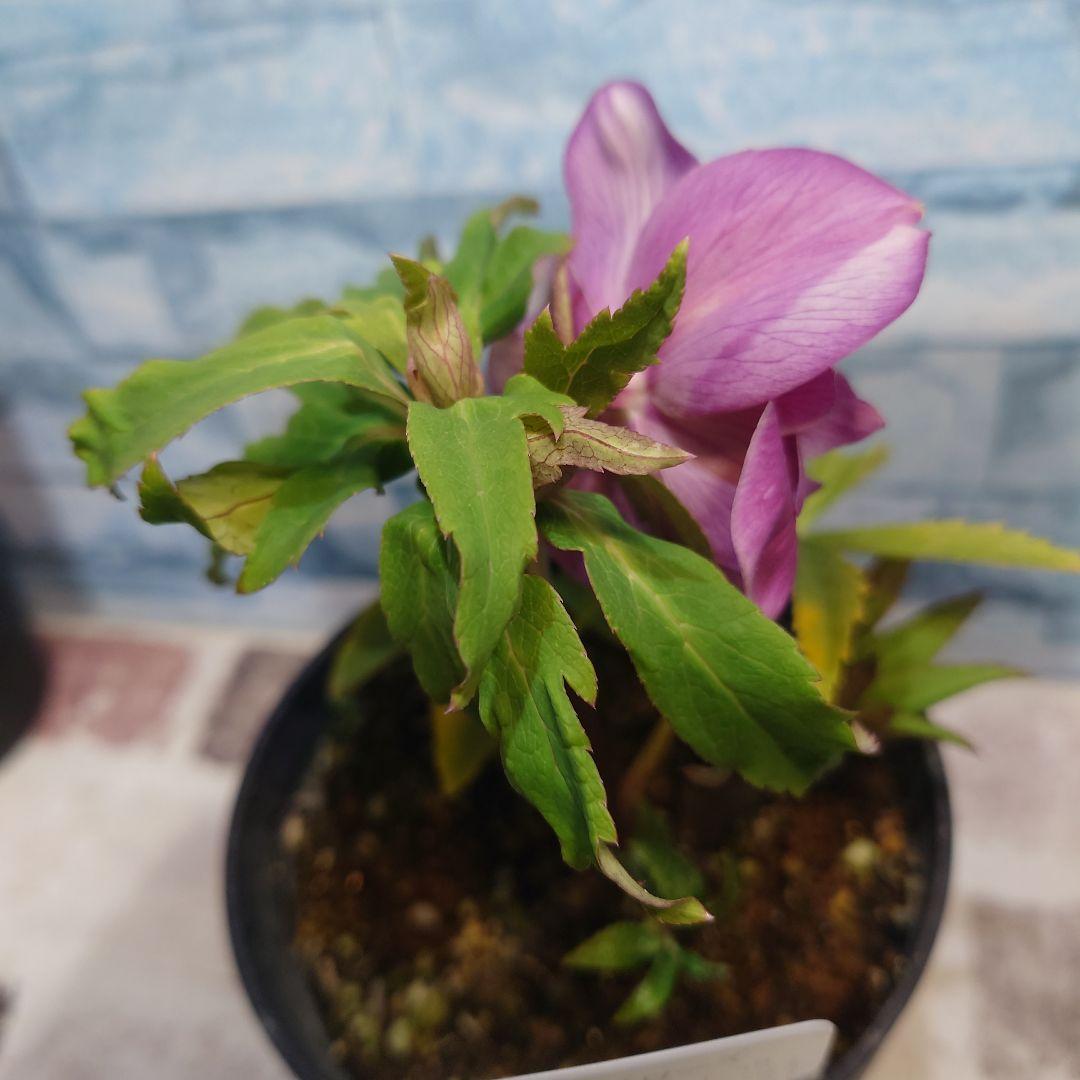 ☀️クリスマスローズ開花株❗☀️ 4号ロング鉢✕2☀