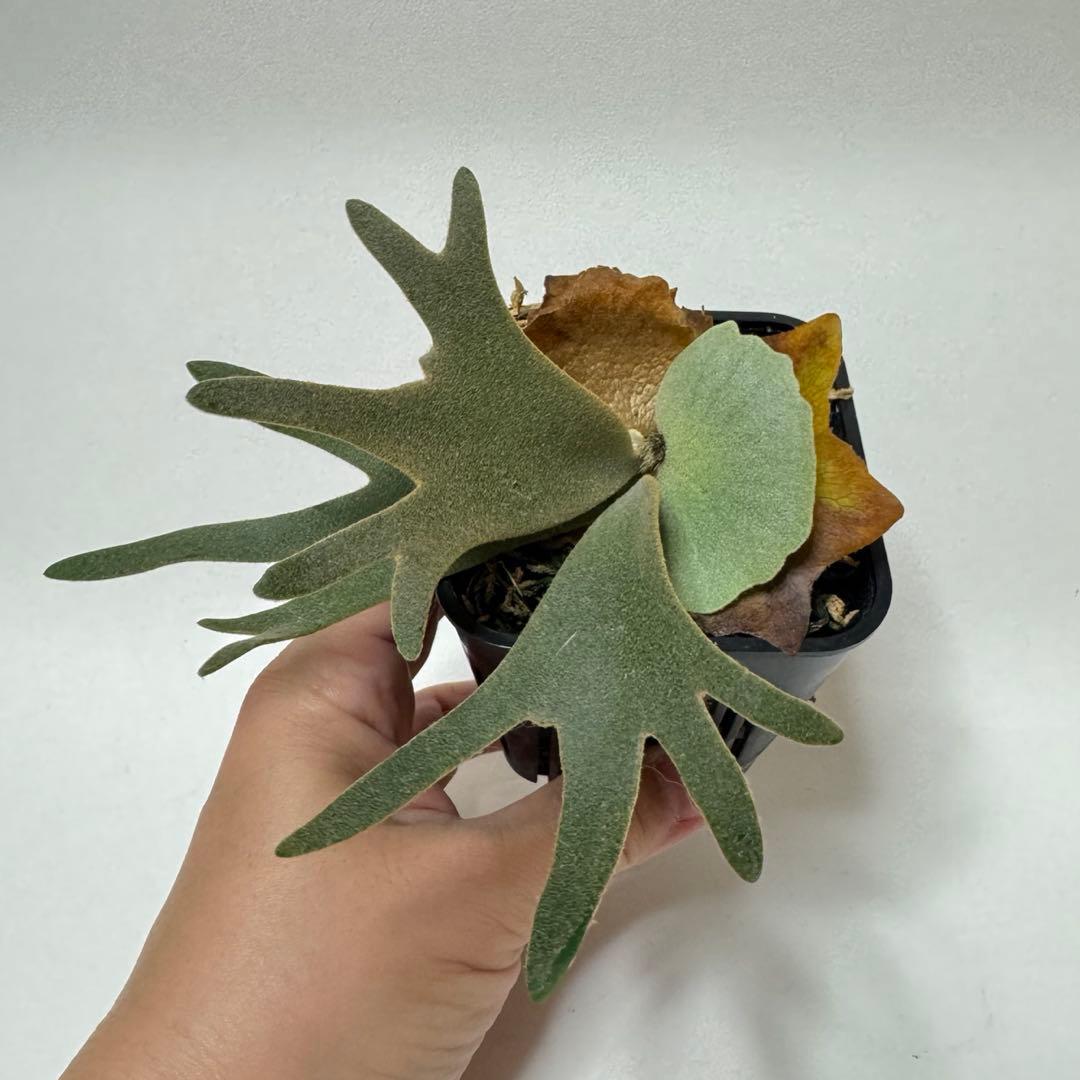 t*3様 ◆ P.Willinckii ‘OMG’ spore（O-012）