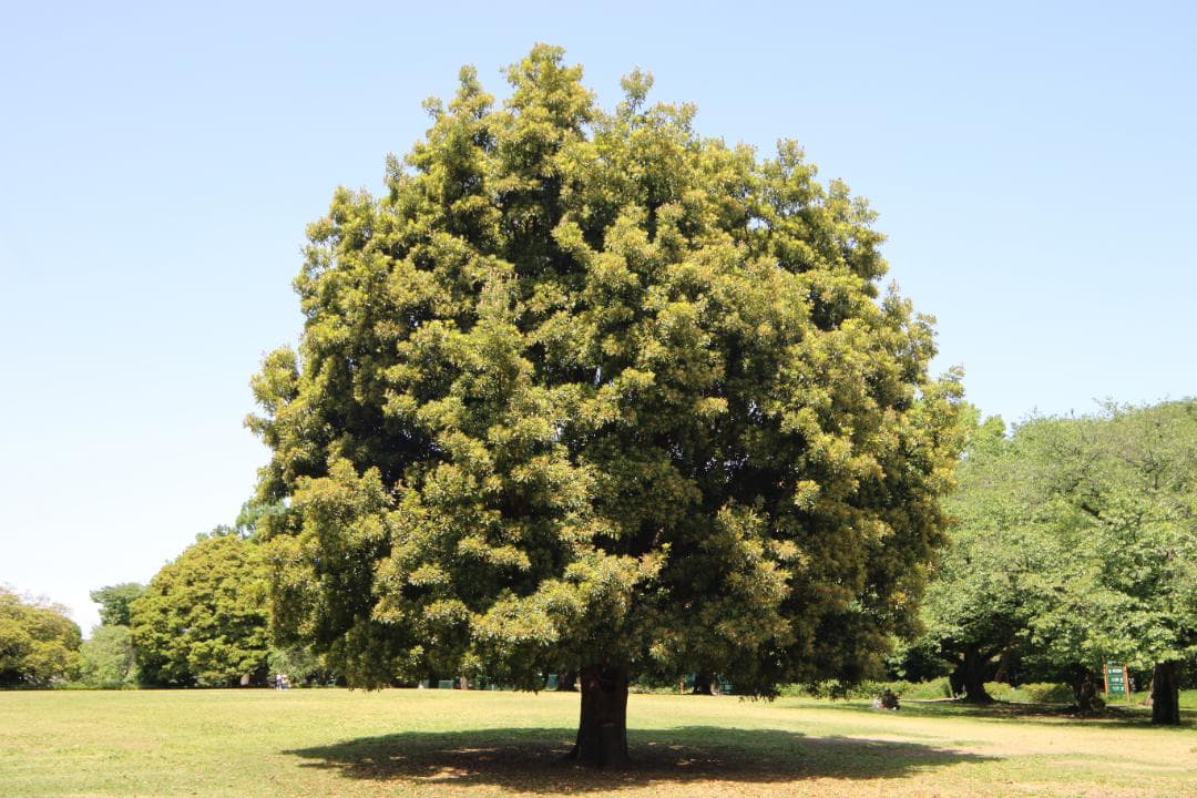 ⭐️美品⭐️SIGMA12-24mm f4.5-5.6 DG HSM キャノン用