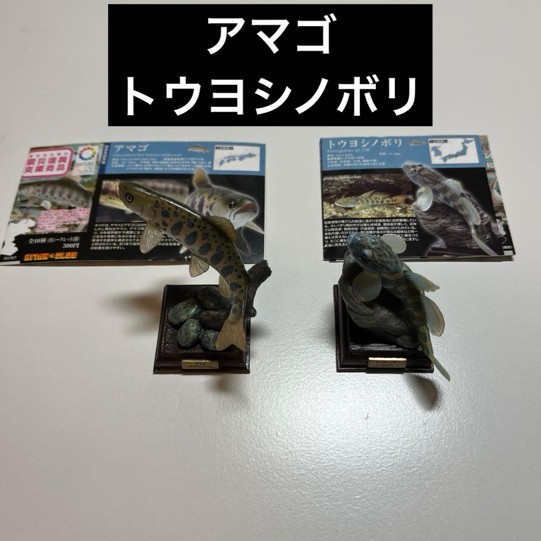 ネイチャーテクニカラー　日本の清流　アマゴ　トウヨシノボリ