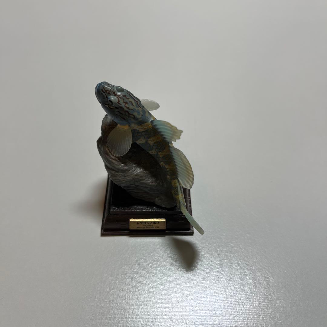 ネイチャーテクニカラー　日本の清流　アマゴ　トウヨシノボリ