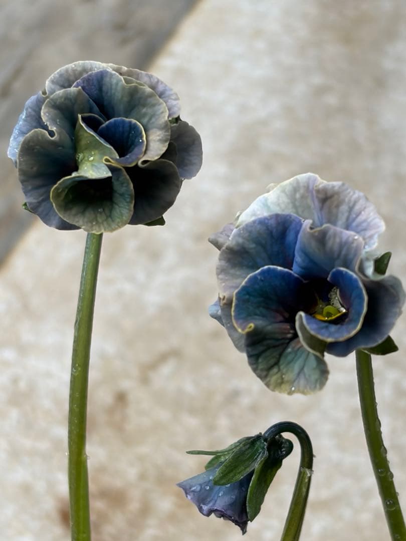 R*U様 桂風園フェデネージュモネボンソワレアンティークブルービオラフリルパンジ