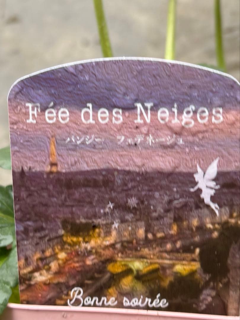 R*U様 桂風園フェデネージュモネボンソワレアンティークブルービオラフリルパンジ