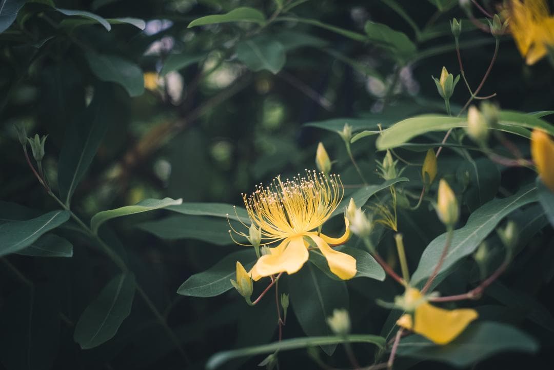 最古の交換レンズ Elmar 50mm F3.5 オールドレンズ