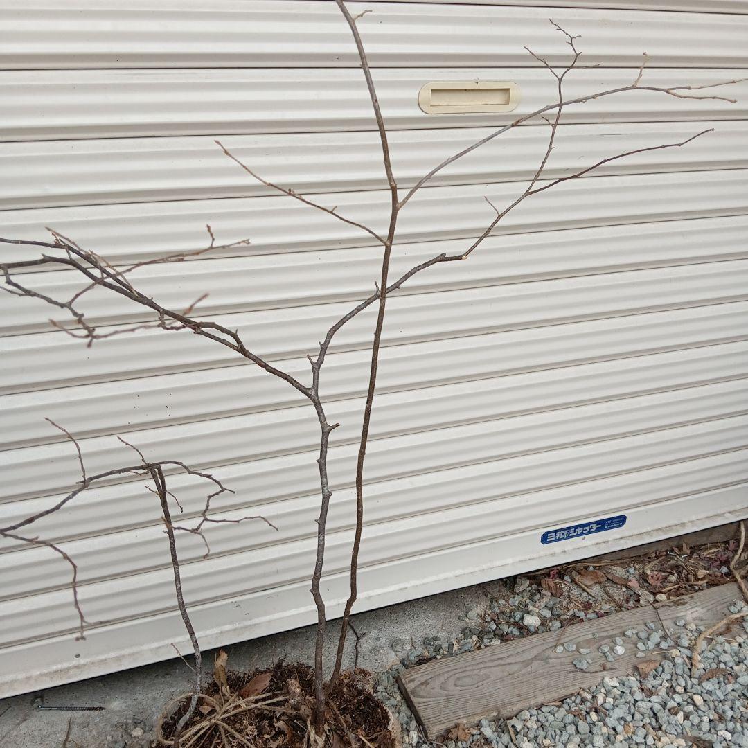 ナツハゼ　3本立ち　山採り