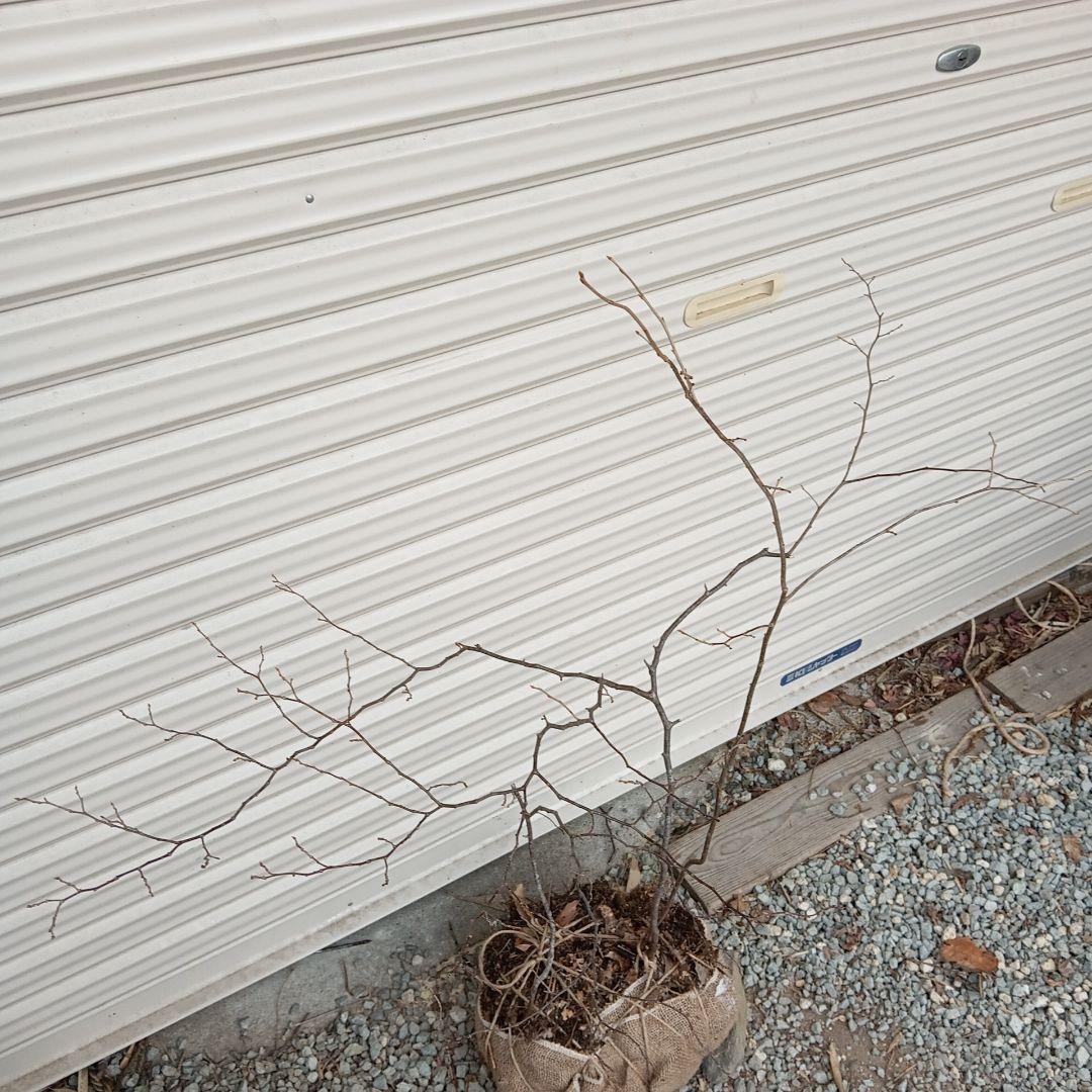 ナツハゼ　3本立ち　山採り