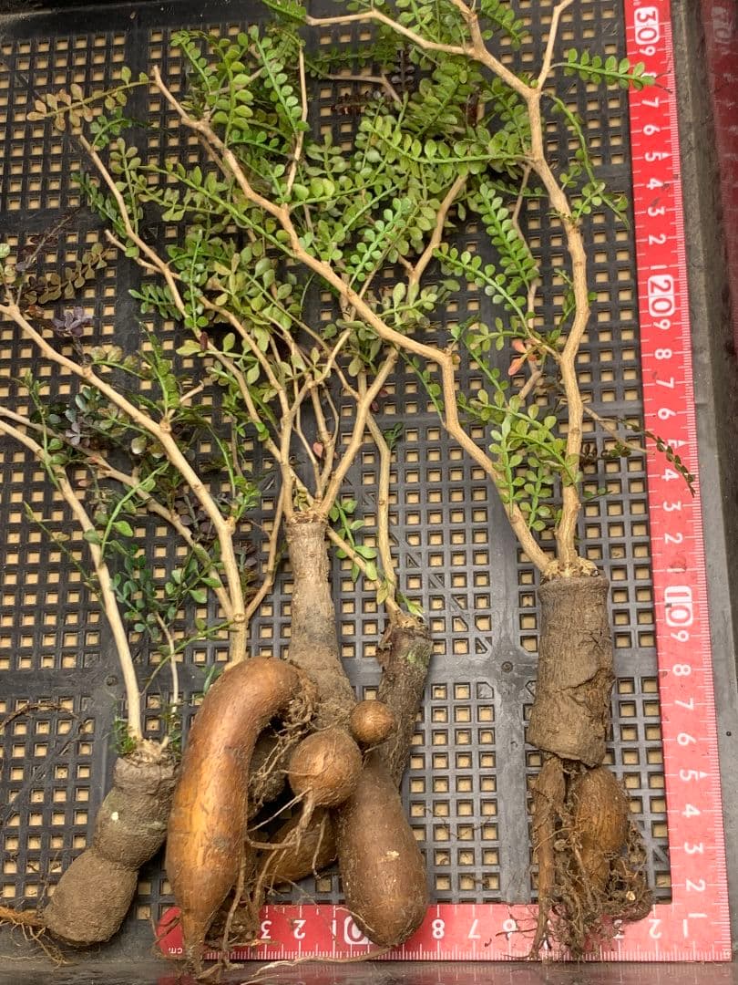 こ*い様 C68 多肉植物 オペルクリカリア・パキプス 5株