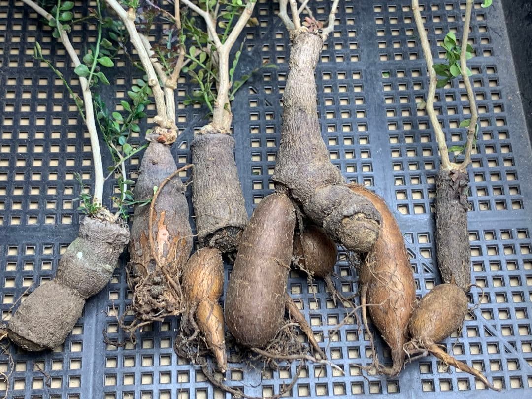 こ*い様 C68 多肉植物 オペルクリカリア・パキプス 5株