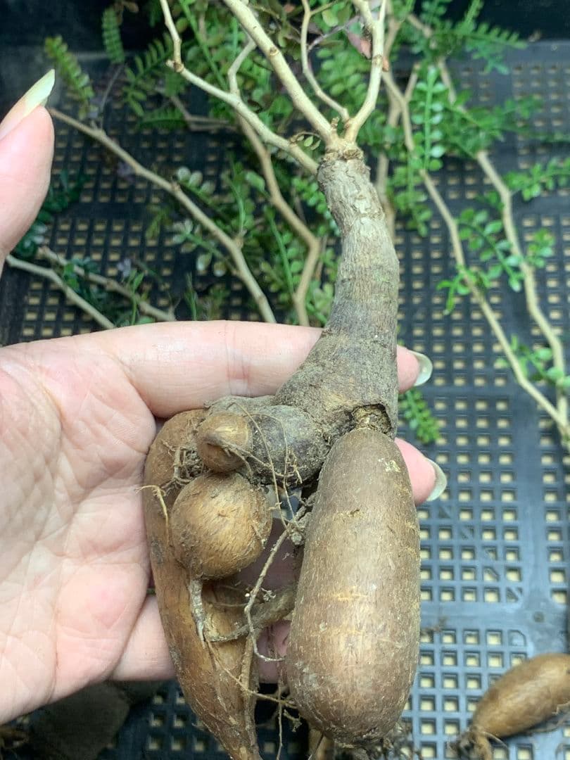 こ*い様 C68 多肉植物 オペルクリカリア・パキプス 5株