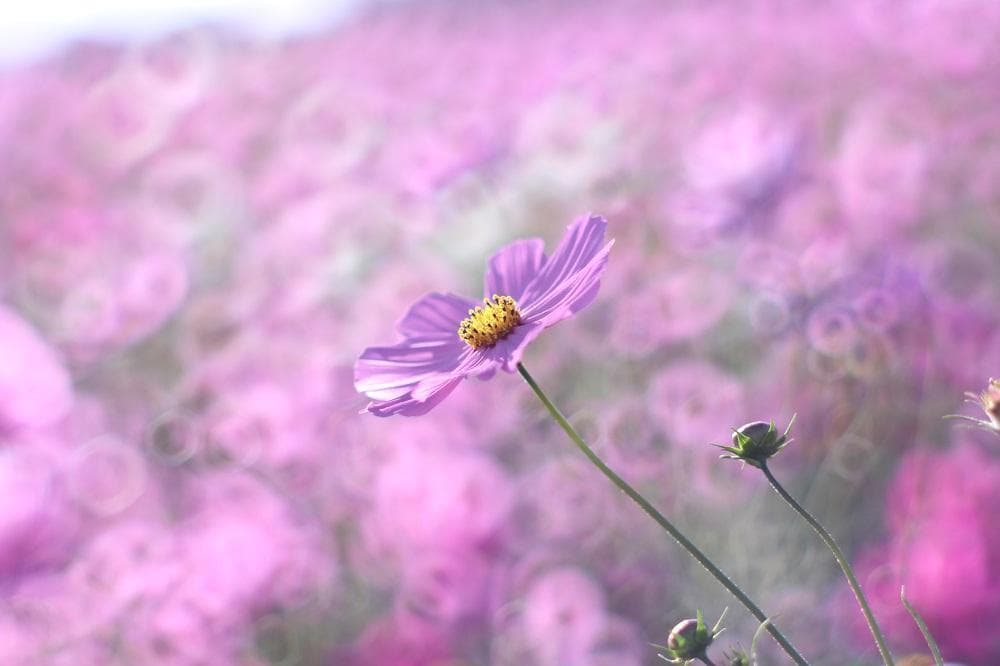 PENTAX SMC Takumar 55mm F1.8 宝石レンズ リングボケ