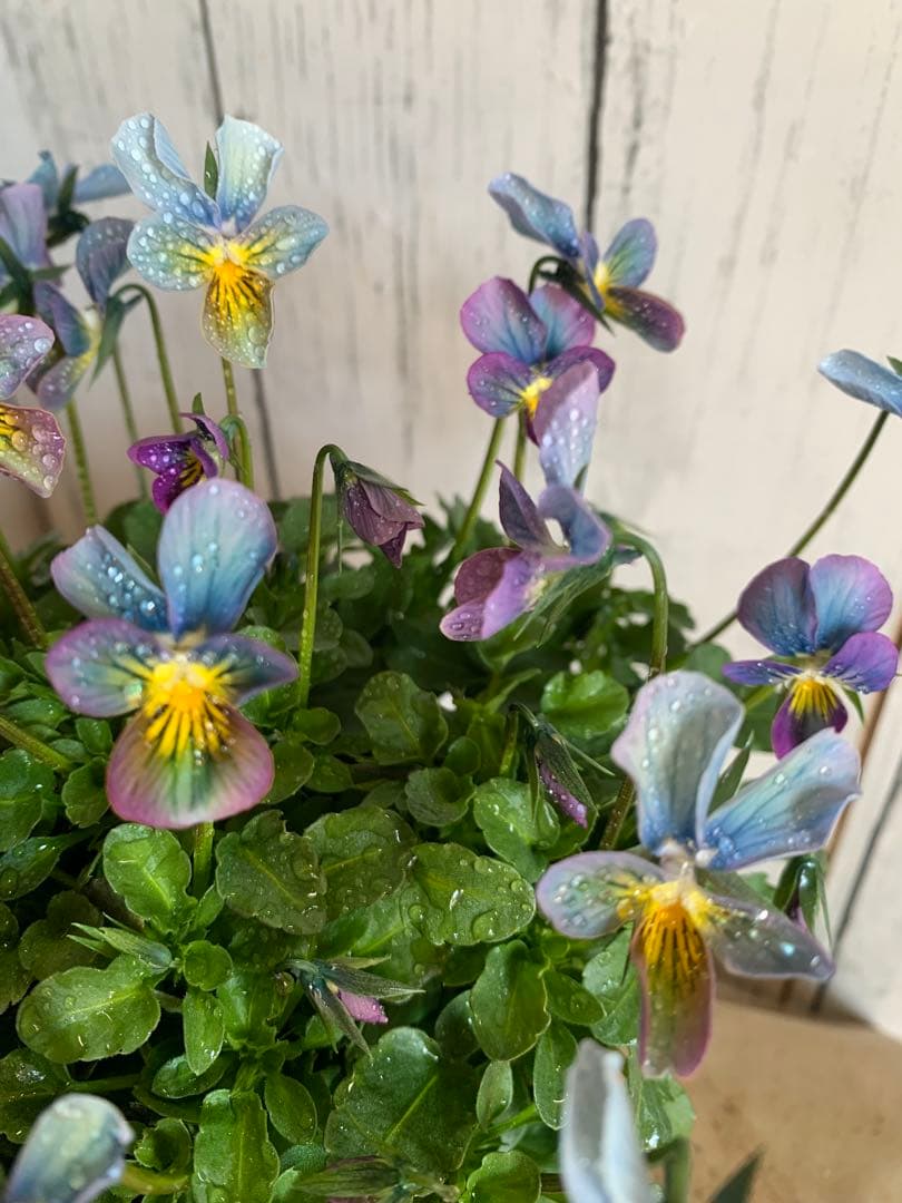 R*U様 すみれ図鑑　1苗　no I