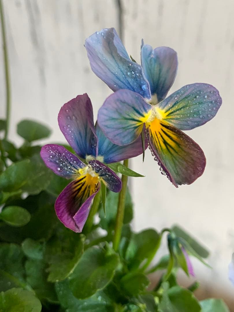 R*U様 すみれ図鑑　1苗　no I