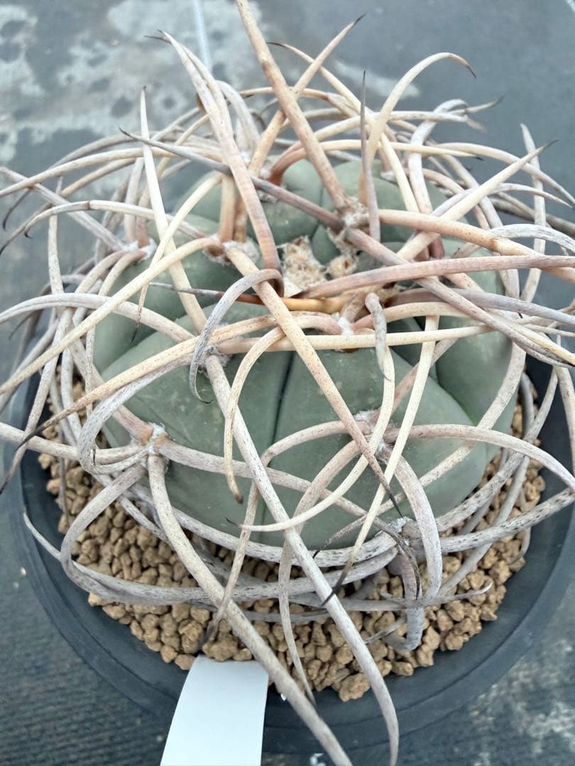 ギムノカリキウム　光琳玉　サボテン　魔天竜　天平丸　フェロシオール