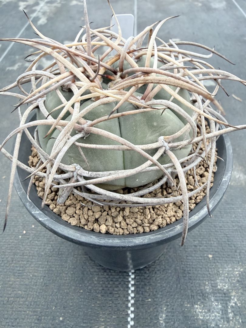 ギムノカリキウム　光琳玉　サボテン　魔天竜　天平丸　フェロシオール