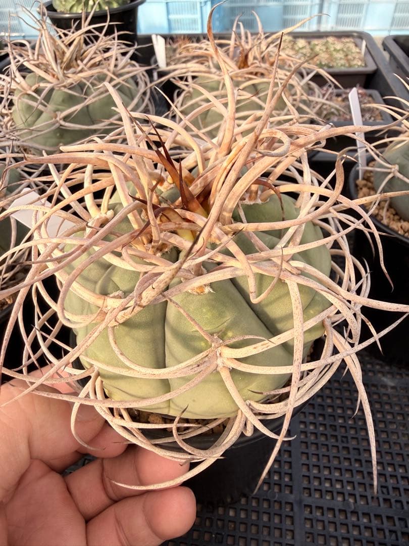 ギムノカリキウム　光琳玉　サボテン　魔天竜　天平丸　フェロシオール