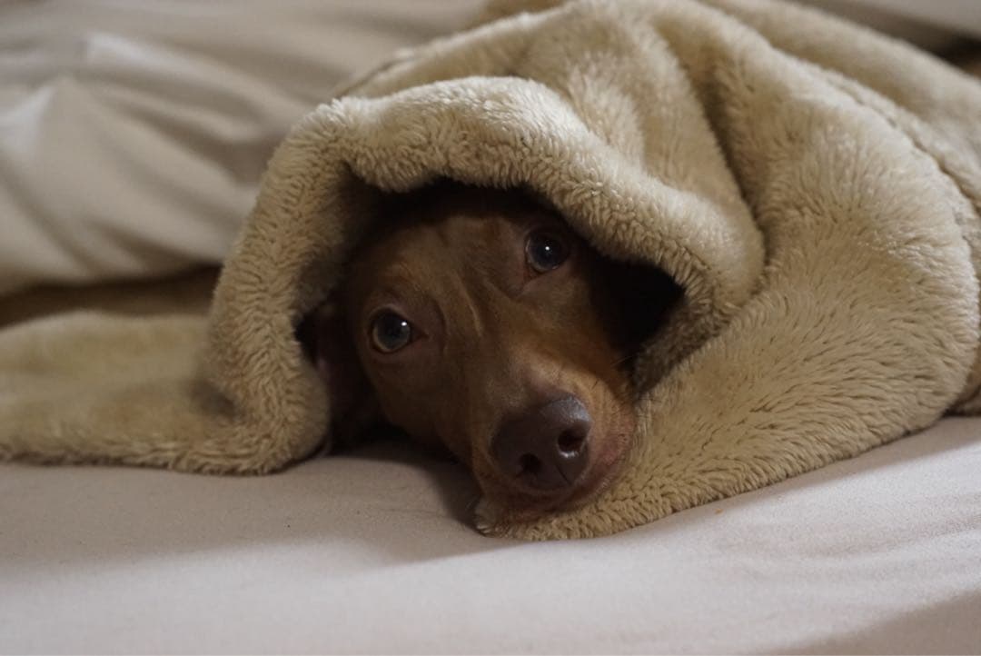 【作例有】SONYα7 + Super Takumar 55mm f1.8セット