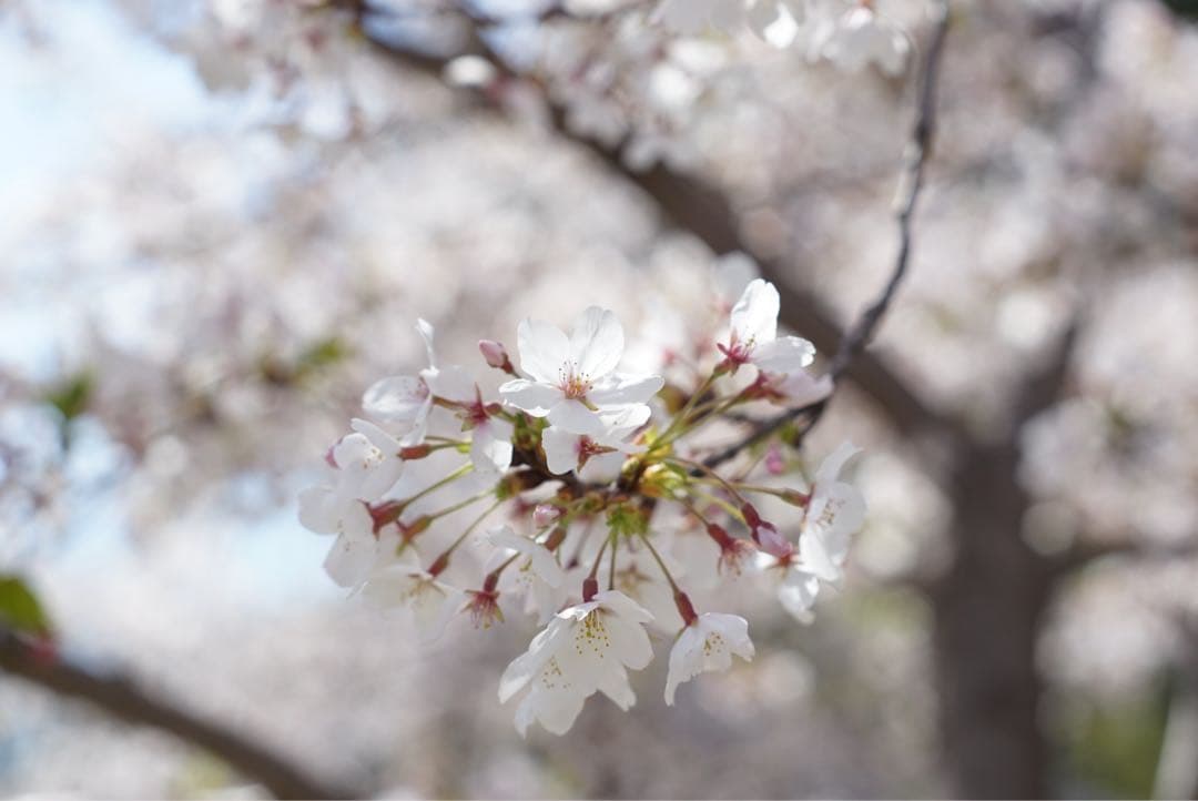 【作例有】SONYα7 + Super Takumar 55mm f1.8セット