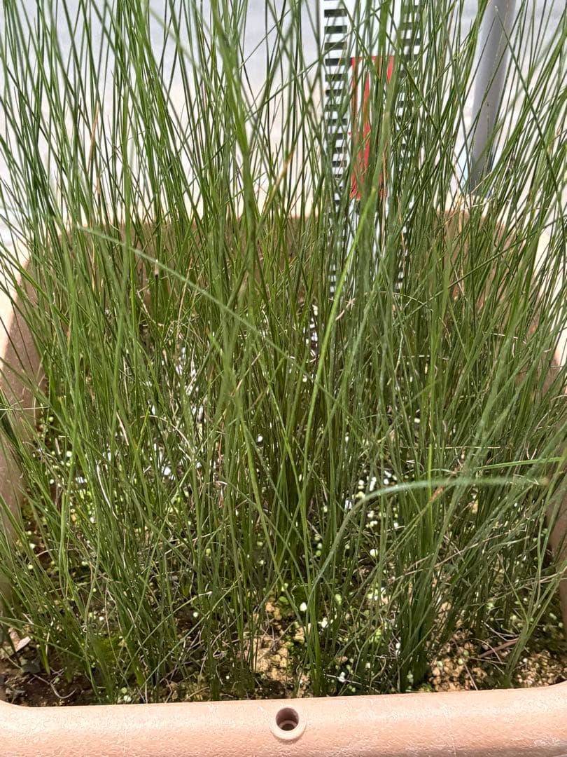 d★コスパ最強★超極上★クサントロエア・オーストラリス★