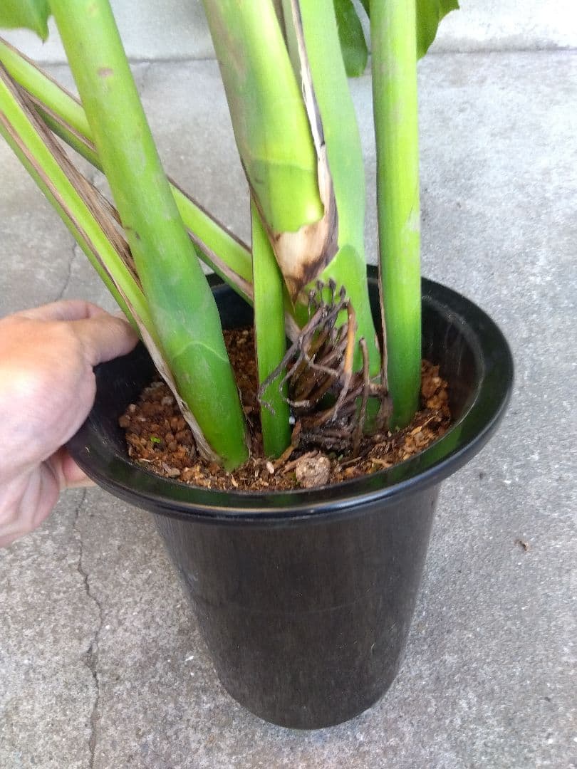 モンステラ　デリシオーサ　6号鉢つき　深穴開き❗大型葉❗　①