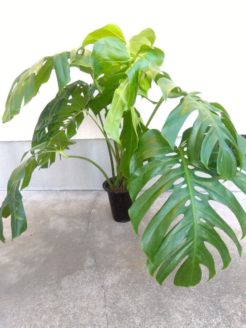 モンステラ　デリシオーサ　6号鉢つき　深穴開き❗大型葉❗　①