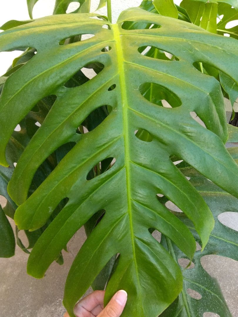 モンステラ　デリシオーサ　6号鉢つき　深穴開き❗大型葉❗　①