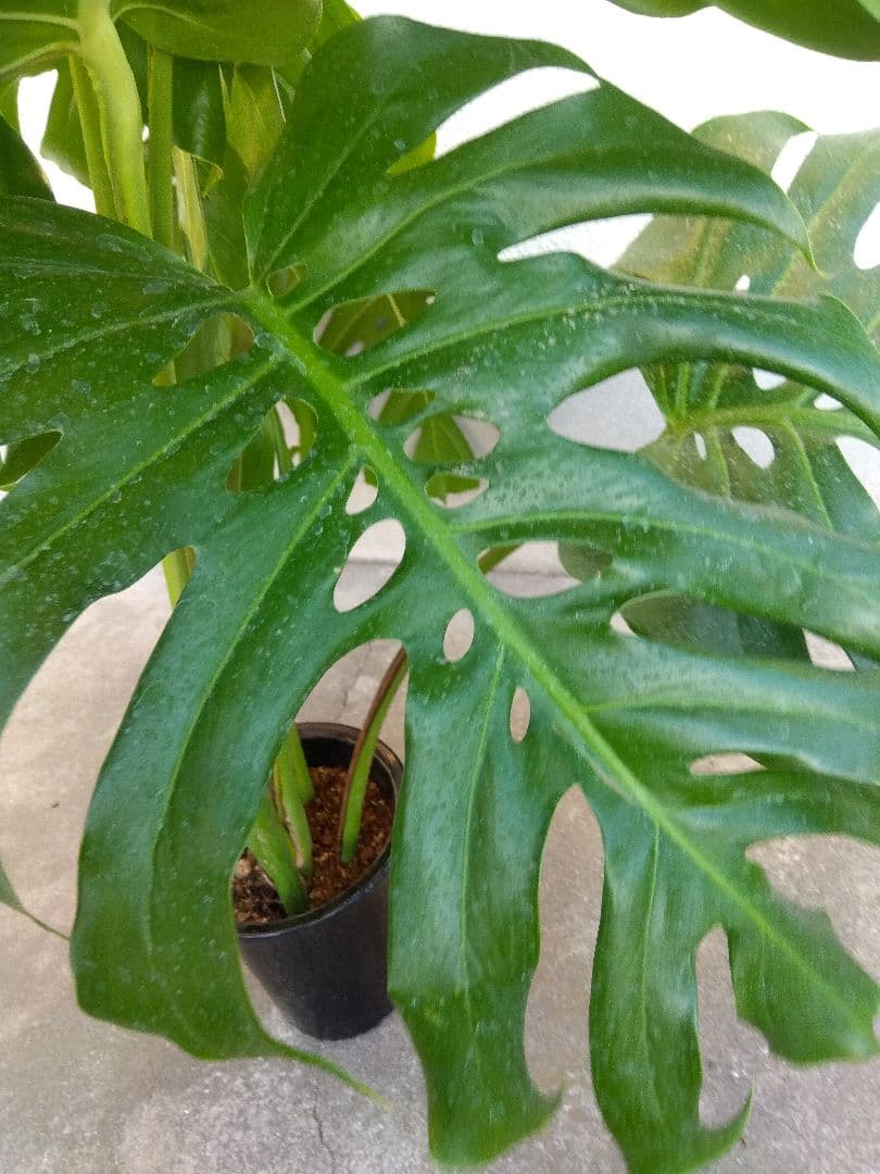モンステラ　デリシオーサ　6号鉢つき　深穴開き❗大型葉❗　①