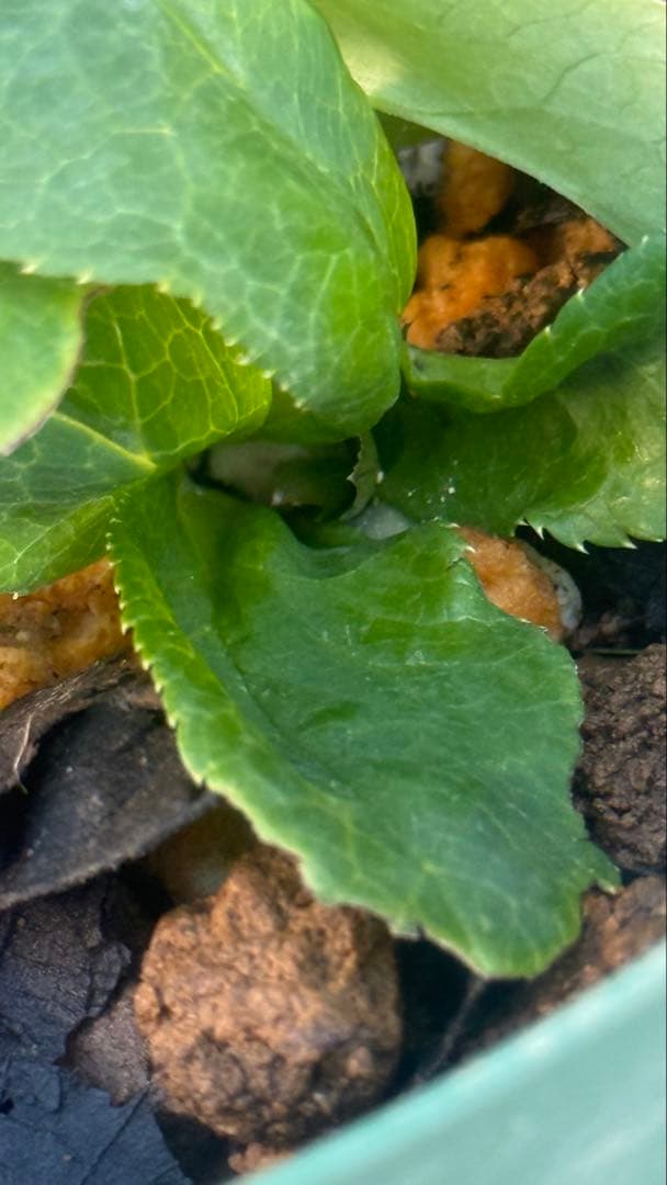 こ*ん様 メビウスのようなセミダブル　加藤農園　株分苗