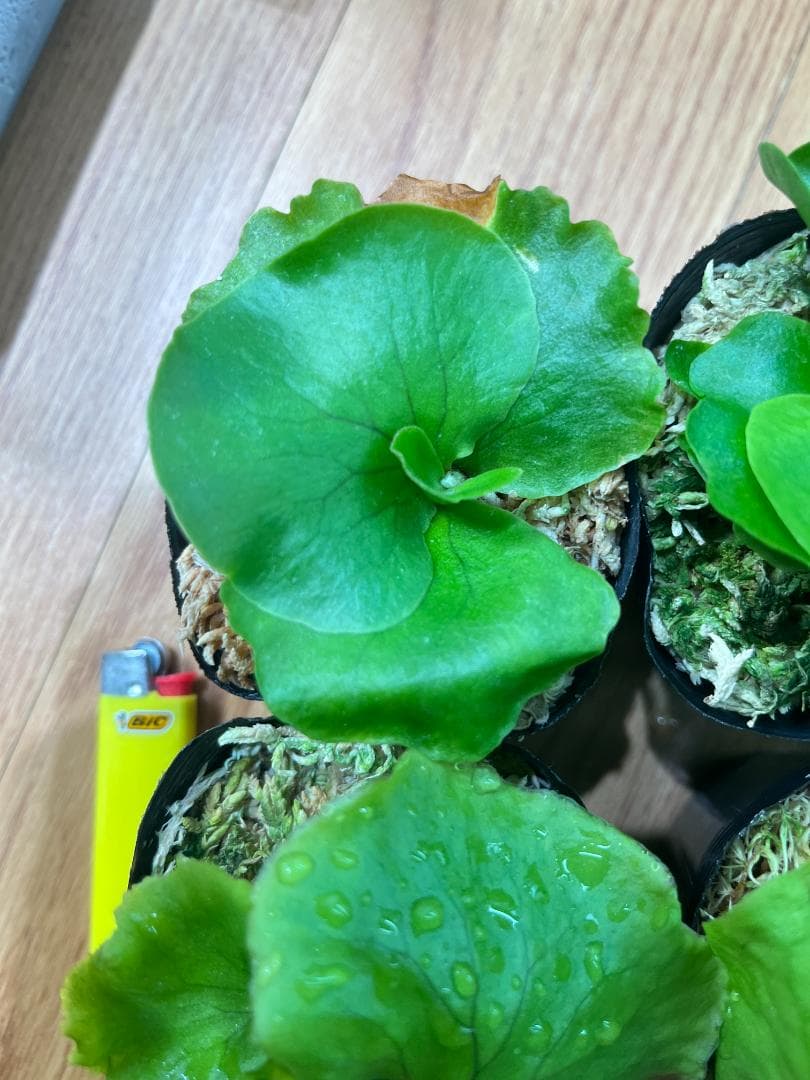 j*o様 【お得な６株セット】ビカクシダ　リドレイ＆コロナリウム　各３株