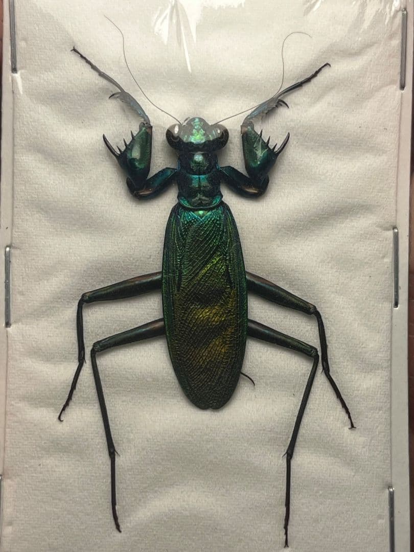 【完品標本】ケンランカマキリ スパイダーマンティスレッドローチショウジョウバエ