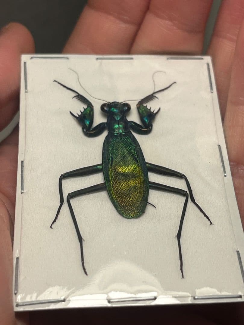 【完品標本】ケンランカマキリ スパイダーマンティスレッドローチショウジョウバエ