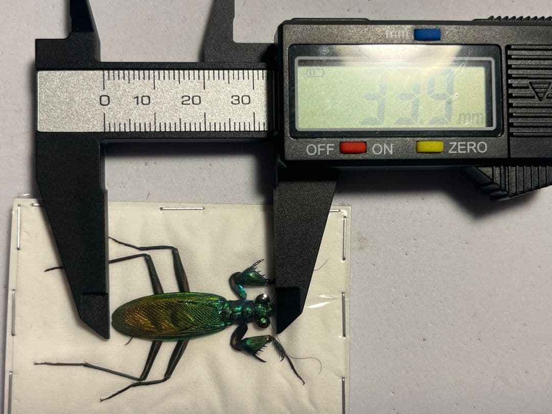 【完品標本】ケンランカマキリ スパイダーマンティスレッドローチショウジョウバエ