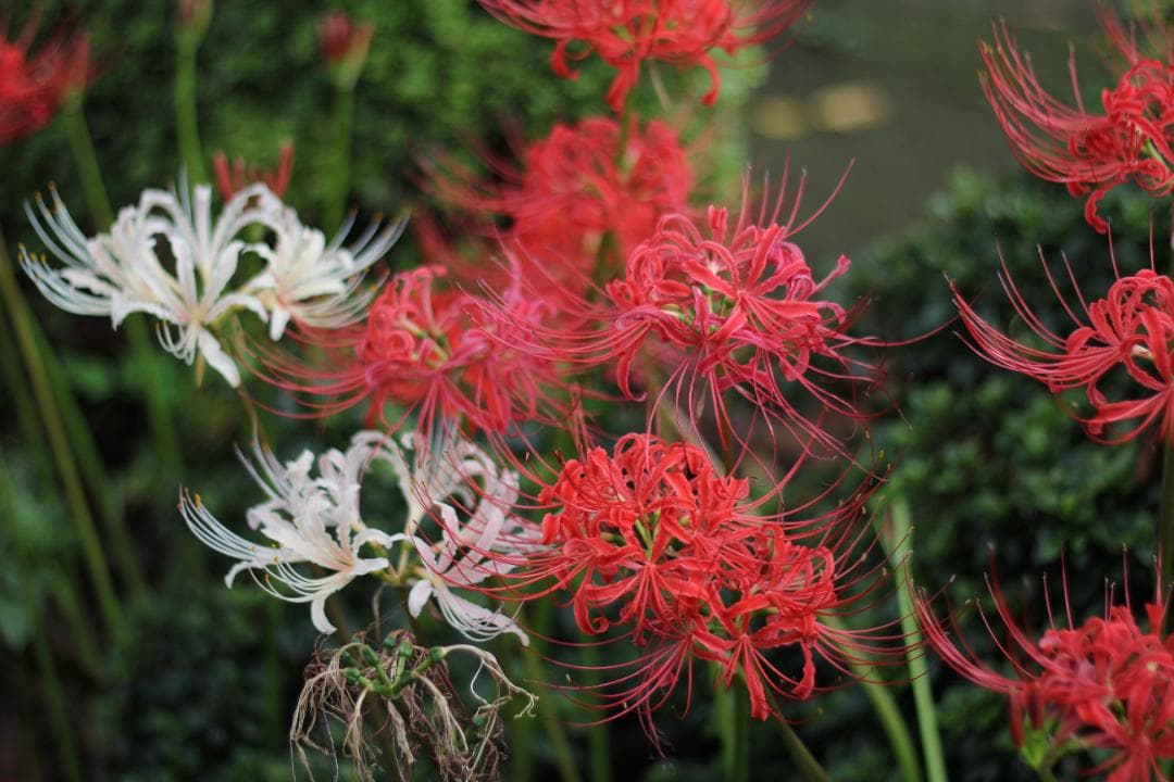 キヤノン EF50mm f1.4　標準レンズ　美的動作品(ref# 4109)