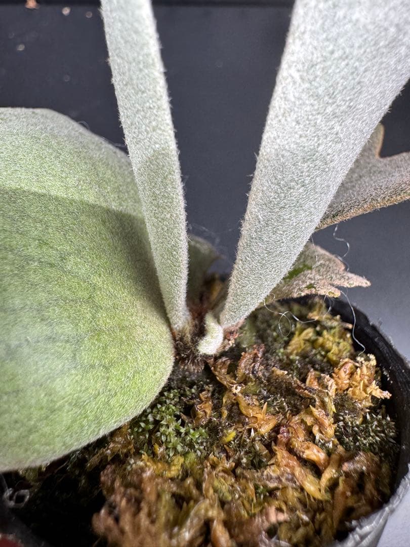 【平凡之鹿】ビカクシダ YMDS Totoro HHRナーセリータグ付け#075