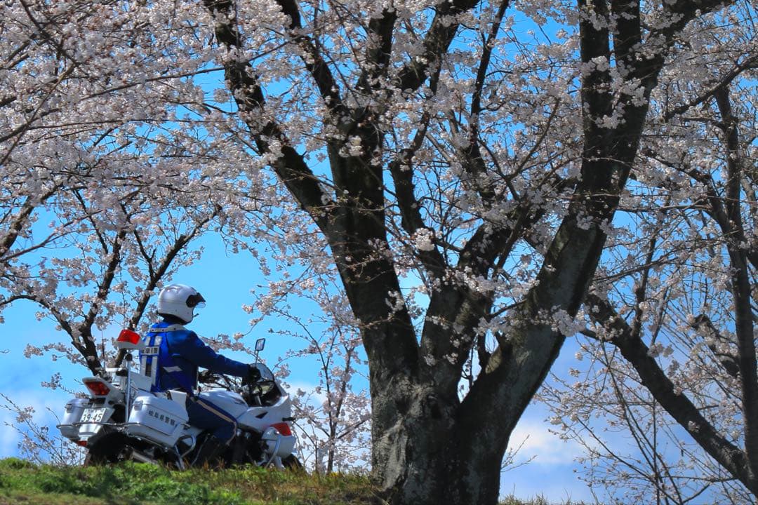 レンズ(ズーム) Canon EF-S55-250mm F4-5.6 IS II