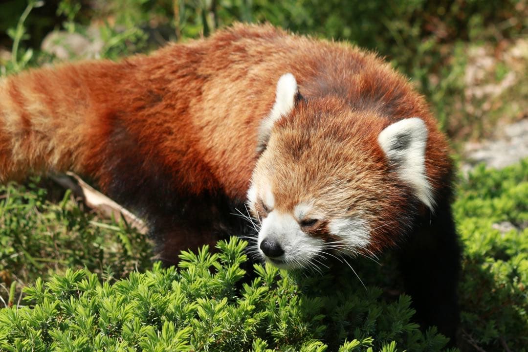 レンズ(ズーム) Canon EF-S55-250mm F4-5.6 IS II