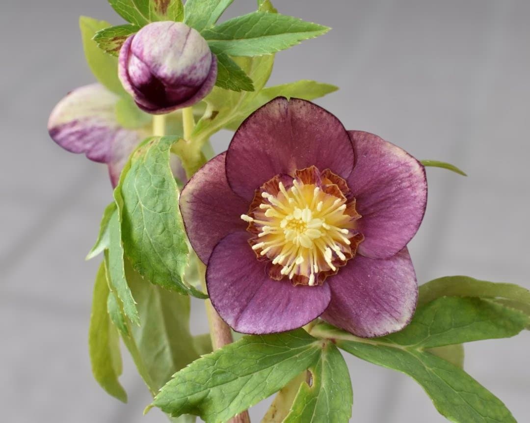 O*e様 認定　加藤農園　レッドイルミリオン　クリスマスローズ　開花株