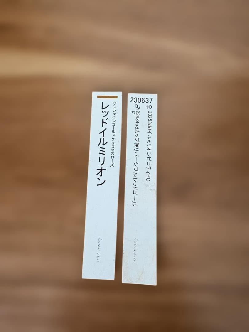 O*e様 認定　加藤農園　レッドイルミリオン　クリスマスローズ　開花株
