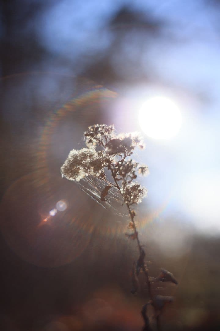 Super-Takumar 55mm F1.8 前期型 S/N：1138358