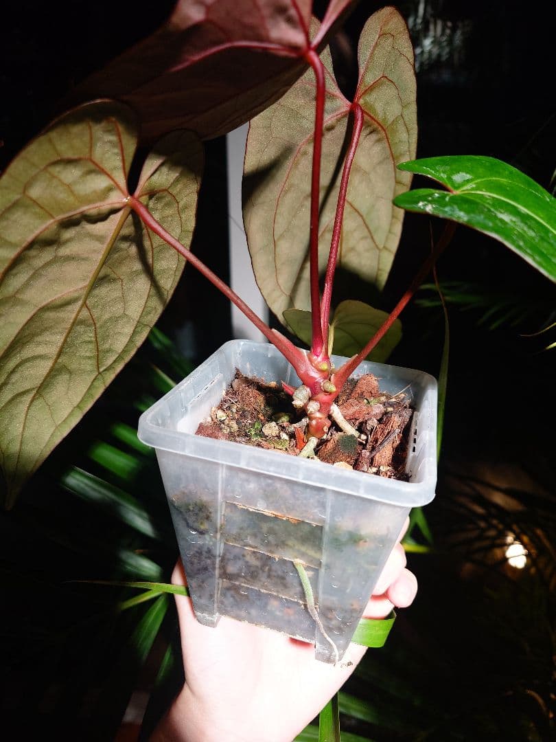 Anthurium AOS x RVDP 斑入り