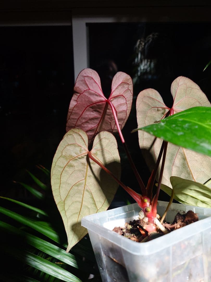 Anthurium AOS x RVDP 斑入り