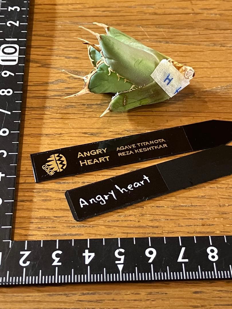 p*6様 【初売りオークション】38 REZA産　イラン株　強棘　アガベ　アング