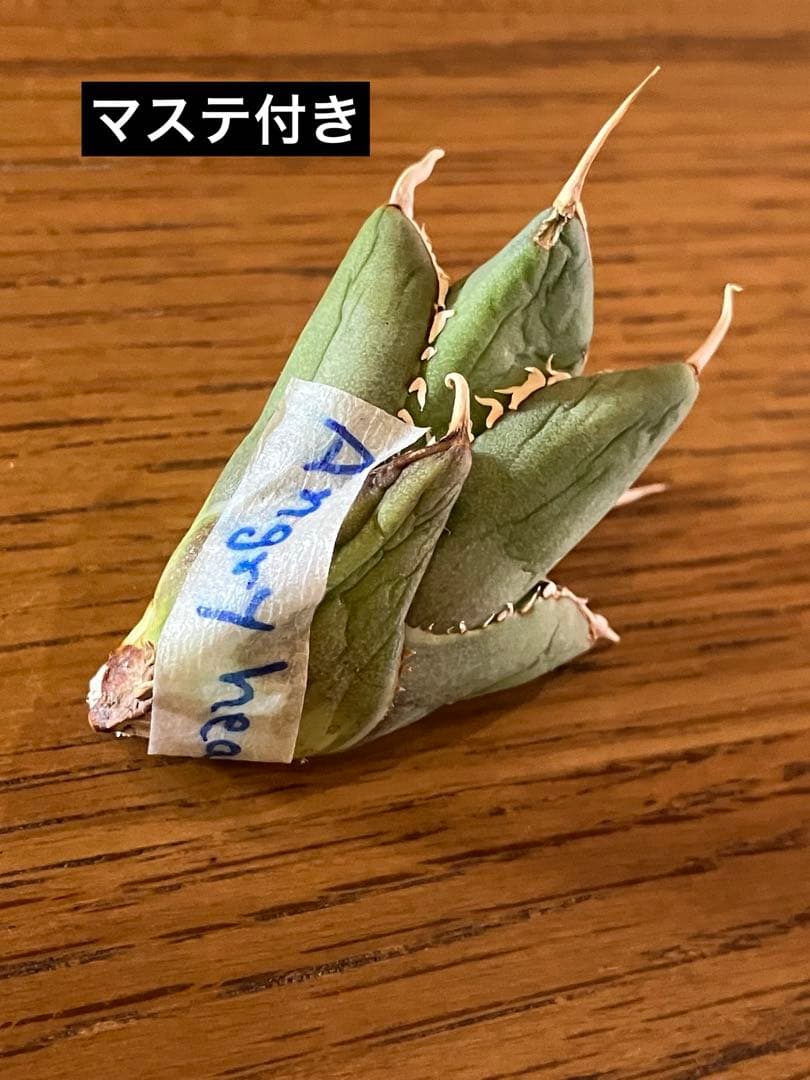 p*6様 【初売りオークション】38 REZA産　イラン株　強棘　アガベ　アング