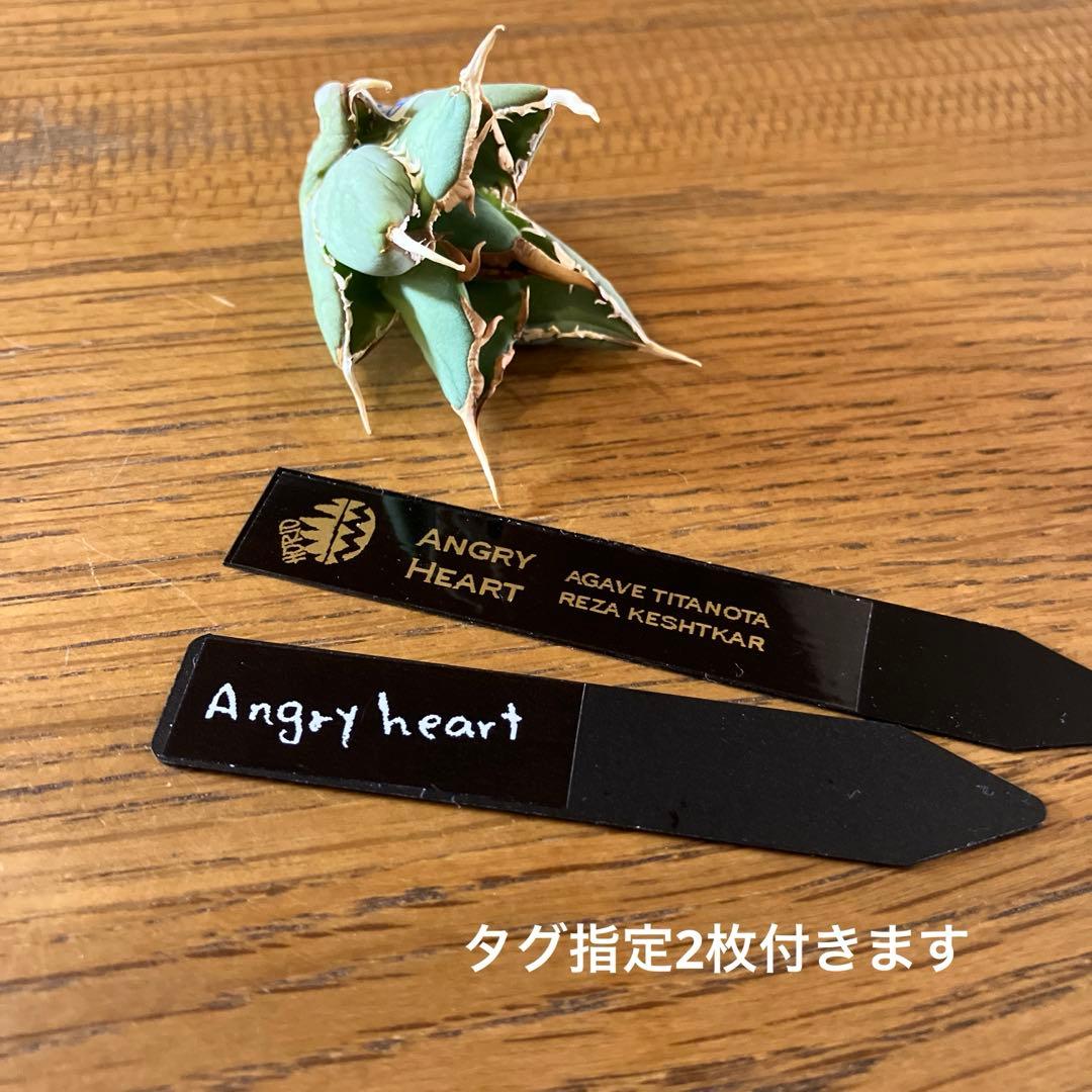 p*6様 【初売りオークション】38 REZA産　イラン株　強棘　アガベ　アング