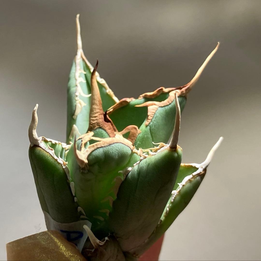 p*6様 【初売りオークション】38 REZA産　イラン株　強棘　アガベ　アング